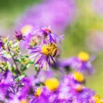 purple flowering bush