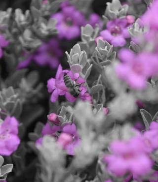 purple flowering bush