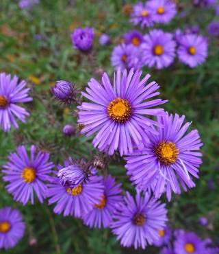 purple flowering bush