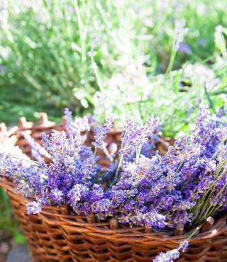 purple flowering bush