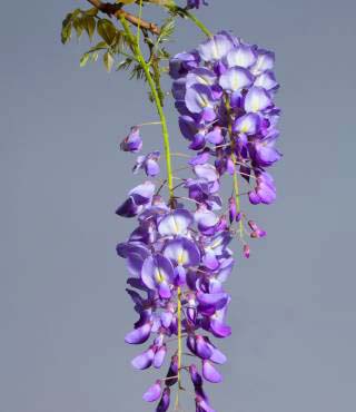 purple flowering bush