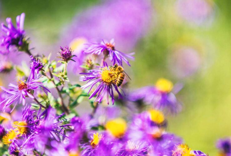 purple flowering bush