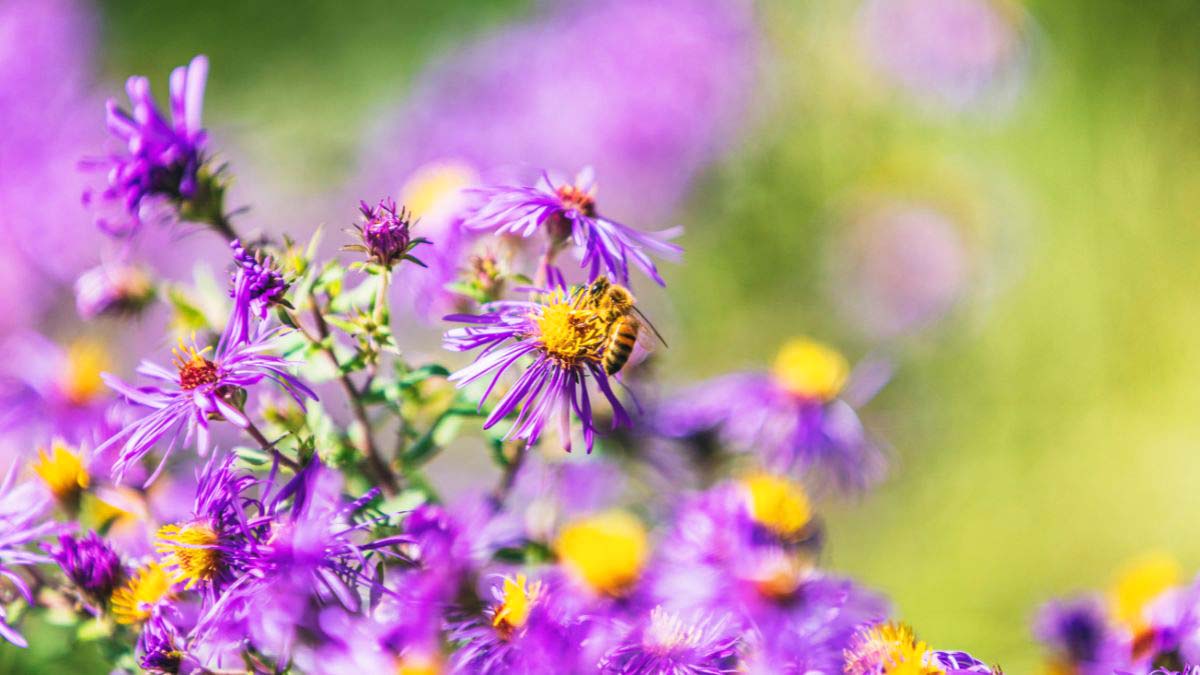 purple flowering bush