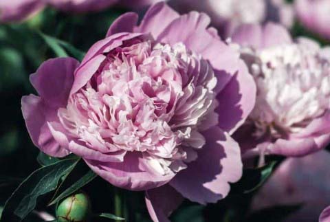 Purple Peonies