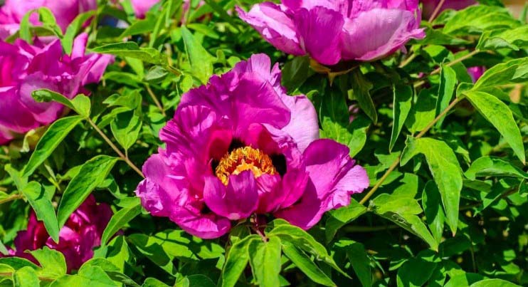 Purple Peonies