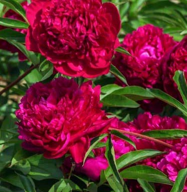 Purple Peonies