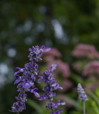 purple wildflowers