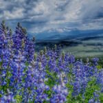 purple wildflowers