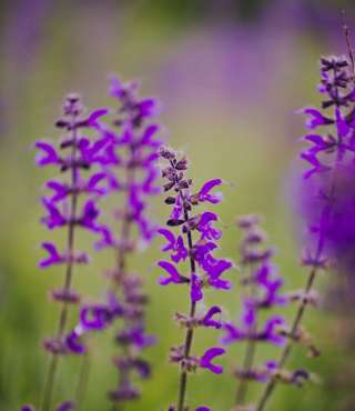 purple wildflowers