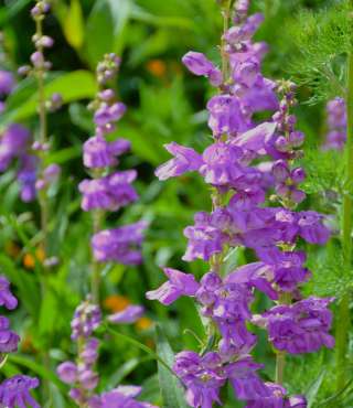 purple wildflowers