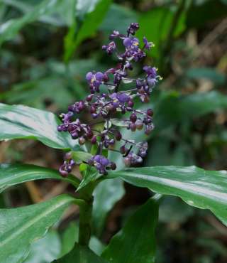 purple wildflowers