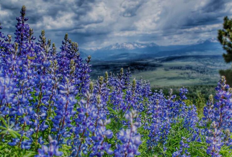 purple wildflowers