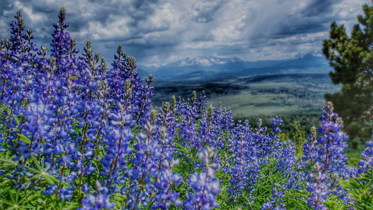 purple wildflowers