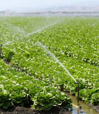 Romaine Lettuce Growing Stages