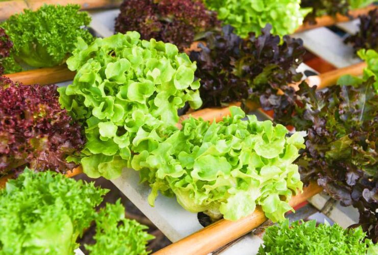 Romaine Lettuce Growing Stages