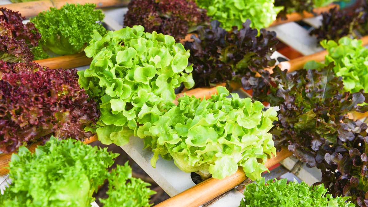 Romaine Lettuce Growing Stages