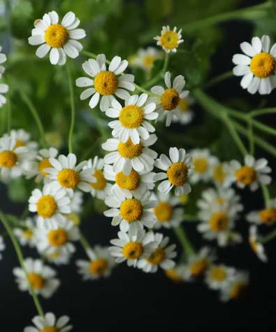 Small Flowers