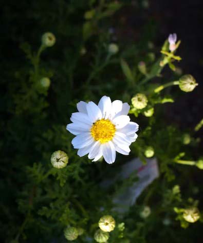 Small Flowers