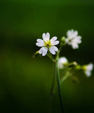 Small Flowers