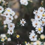 Small Flowers