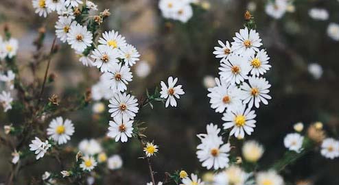 Small Flowers