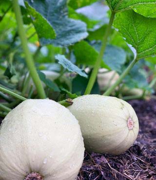 Spaghetti Squash Growing Stages