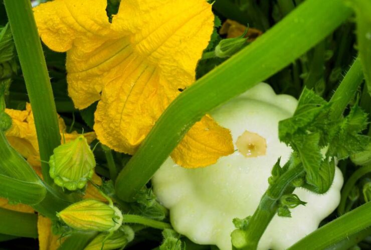 Spaghetti Squash Growing Stages