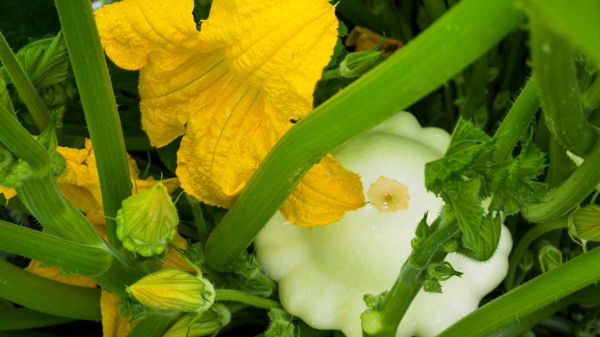 Spaghetti Squash Growing Stages