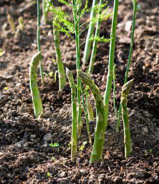 stages of growing asparagus