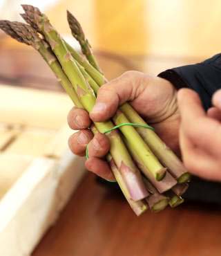 stages of growing asparagus