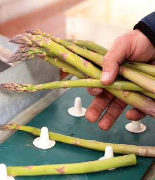 stages of growing asparagus