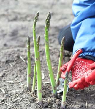 stages of growing asparagus