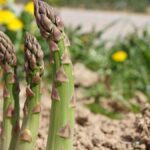 stages of growing asparagus