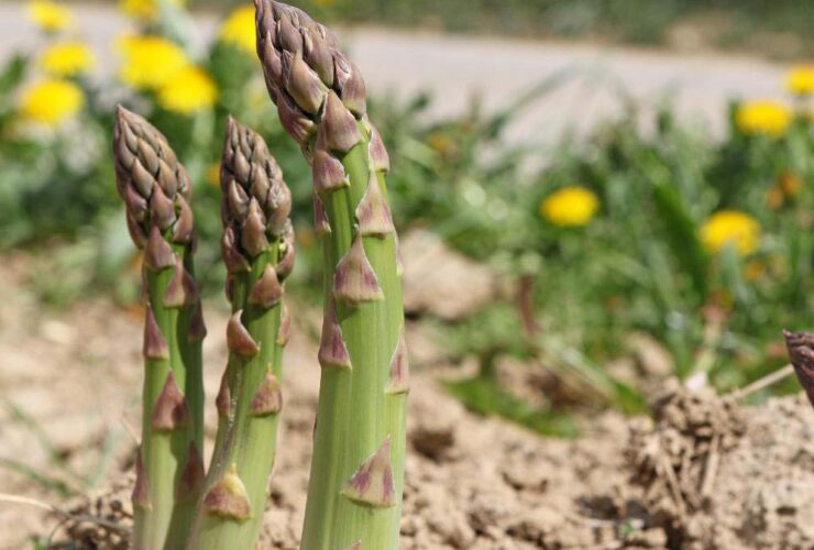 stages of growing asparagus