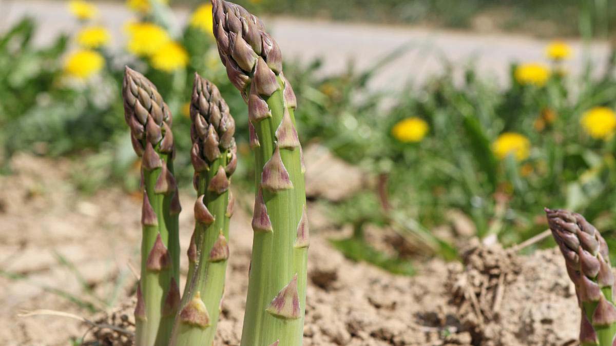 stages of growing asparagus