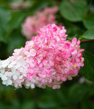 strawberry sundae hydrangea