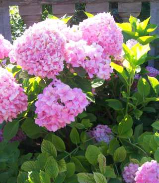 strawberry sundae hydrangea