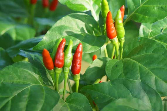 Thai Chili Pepper Plant