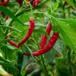 Thai Chili Pepper Plant