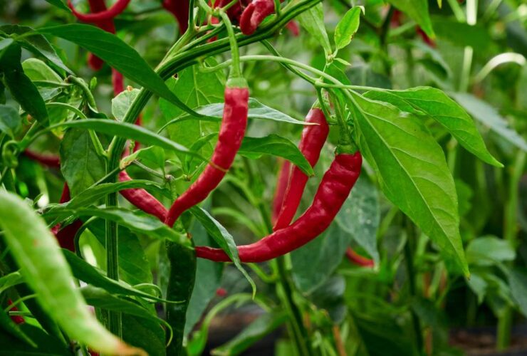 Thai Chili Pepper Plant