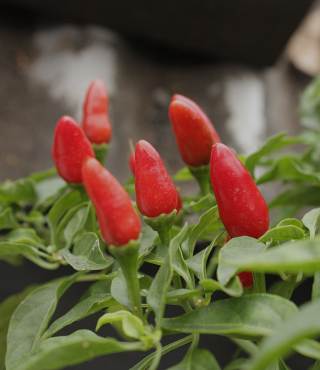 Thai Chili Pepper Plant