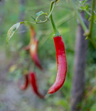 Thai Chili Pepper Plant