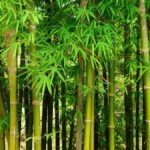 Types of Bamboo Plants