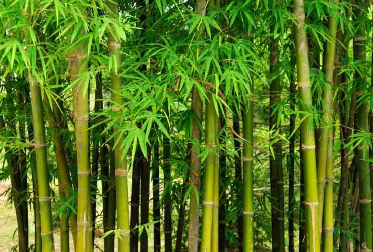 Types of Bamboo Plants