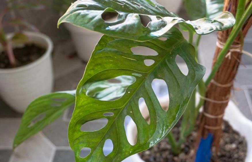 types of monstera plants