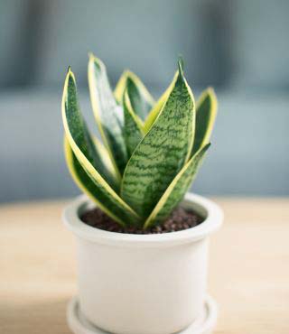 Snake Plants