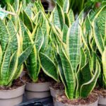 types of snake plants