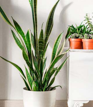 Types of Snake Plants