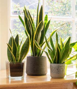 Types of Snake Plants