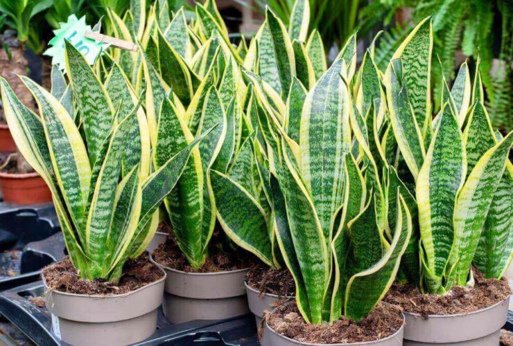 types of snake plants